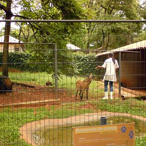 Zoologico Municipal Sorocaba - Maned Wolf
