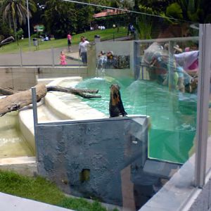 Zoologico Municipal Sorocaba - Giant River Otter