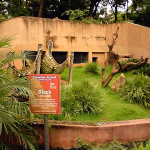 Zoologico Municipal Sorocaba - Chimp