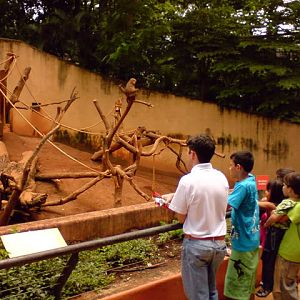 Zoologico Municipal Sorocaba - Hamadryas Baboon