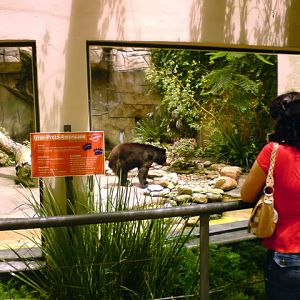 Zoologico Municipal Sorocaba - American Black Bear
