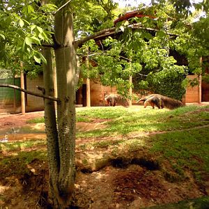 Zoologico Municipal Sorocaba - Giant Anteater