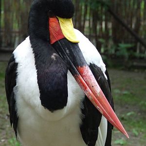 Saddle-billed Stork