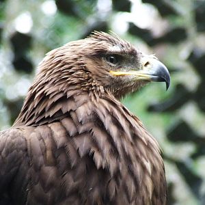 Steppe Eagle
