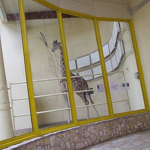 Giraffe indoor exhibit