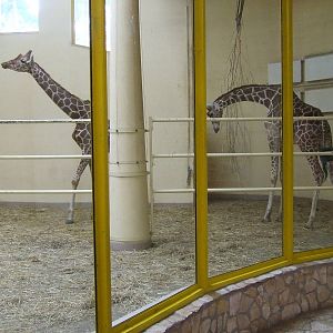 Giraffe indoor exhibit