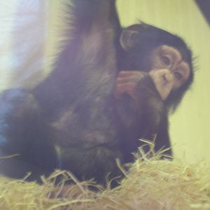 Baby Chimp, Monkey World, June 2007