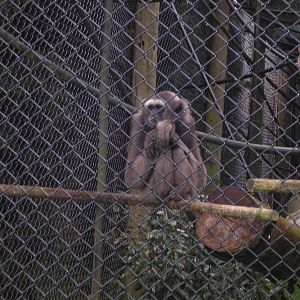 Gibbon, Monkey World, June 2007