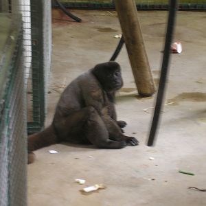 Wooly Monkey, Monkey World, June 2007