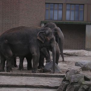 Indian Elephant, Berlin Zoo, Feb 2007