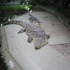 Crocodiles, Berlin Zoo, Feb 2007