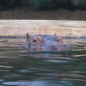 Hippo, Berlin Zoo, Feb 2007