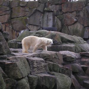 Polar Bear, Berlin Zoo, Feb 2007