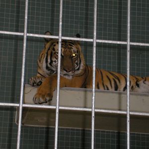 Tiger, Berlin Zoo, Feb 2007