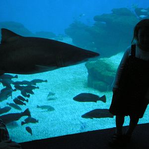 Shark with child for size comparison, Mallorca Aquarium, April 2008