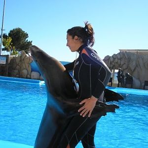 Dancing Sealion, Marineland Mallorca, April 2007