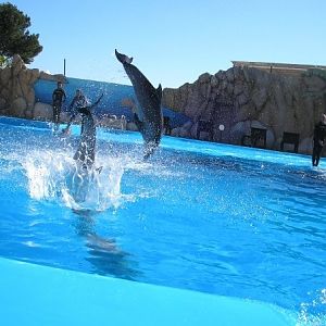 Jumping Dolphins, Marineland Mallorca, April 2007