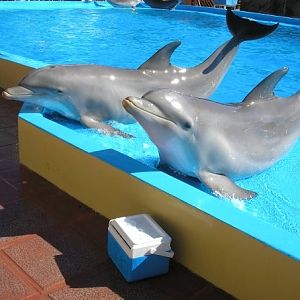 Dolphins, Marineland Mallorca, April 2007
