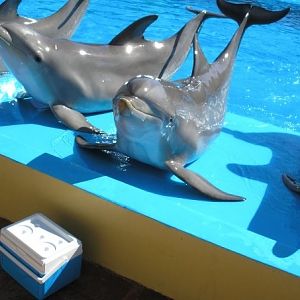 Dolphins, Marineland Mallorca, April 2007
