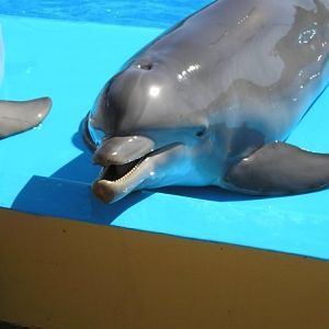 Dolphin, Marineland Mallorca, April 2007