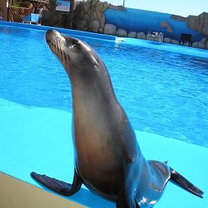 Sealion, Marineland Mallorca, April 2007