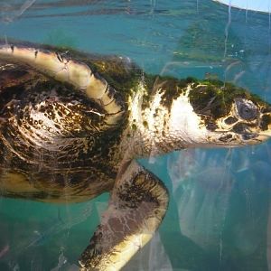 Sea Turtle, Mallorca Aquarium, April 2008