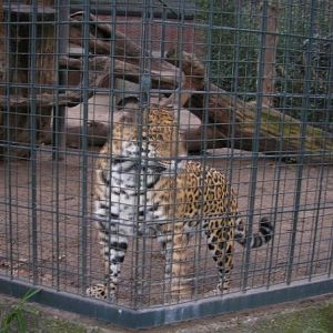 Jaguar, Berlin Zoo, Feb 2007