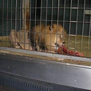 Berlin Zoo, Feb 2007