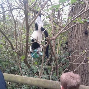 Lemur, Dudley, October 2009