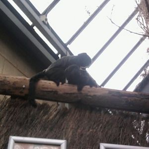 Dudley, October 2009