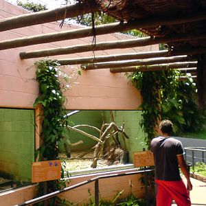 Zoologico Municipal Sorocaba - Armadillos