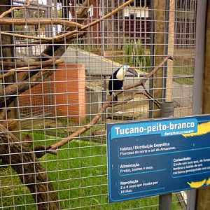 Zoologico Municipal Sorocaba - Toucan