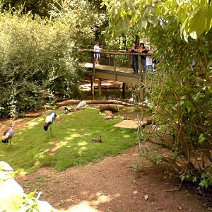 Zoologico Municipal Sorocaba - Walk Trough Aviary