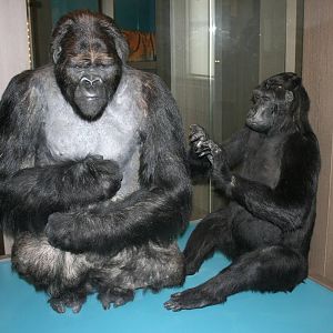 Eastern lowland gorilla; Natural History Museum Brussels; 14th May 2010