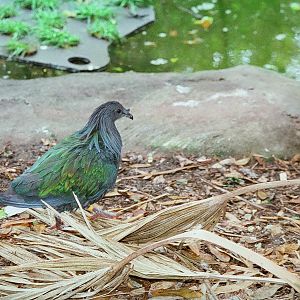 Nicobar Pigeon