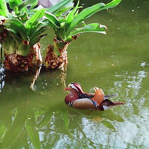 Mandarin Duck