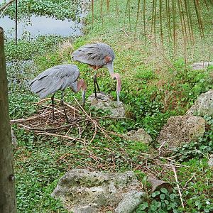 Goliath Heron Pair