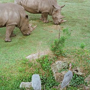 Heron and White Rhino
