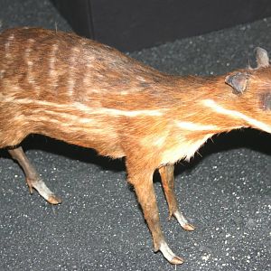 African water chevrotain; Natural History Museum Brussels; 14th May 2010