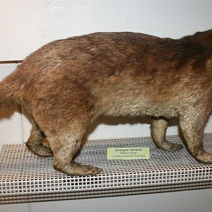 Otter civet; Natural History Museum Brussels; 14th May 2010