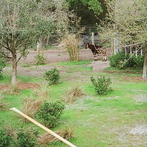 Okapi exhibit