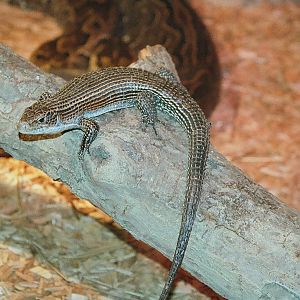 Western Plated Lizard