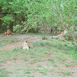 Lion exhibit