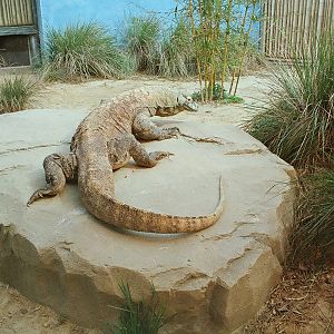Komodo Dragon