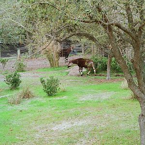 Okapi exhibit