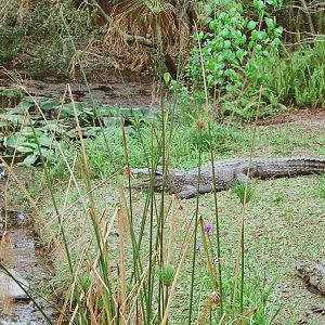 Nile Crocodiles