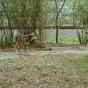 Red Wolf