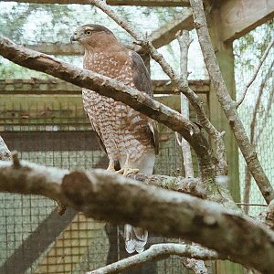 Cooper Hawk