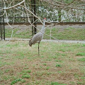 Sandhill Crane