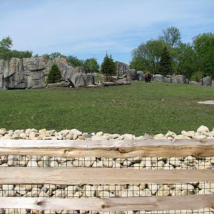 Great Bear Wilderness - American Bison Exhibit